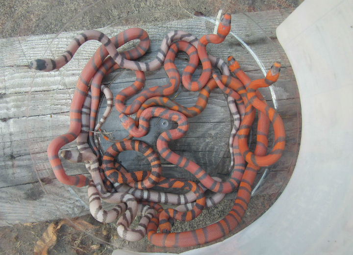 Hypomelanistic Honduran Milk Snakes